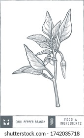Chili pepper branch Vector illustration - Hand drawn - Out line