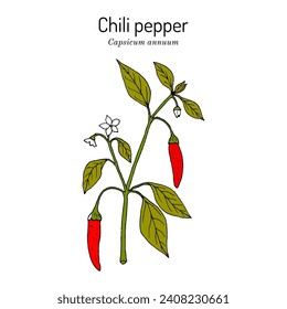 Pimienta de chile (Capsicum annuum), o cayena, planta comestible y medicinal. Ilustración de vector botánico dibujada a mano