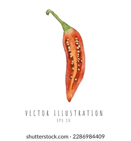 Chili pepper cross section watercolor painting style isolated on white background. Vector illustration