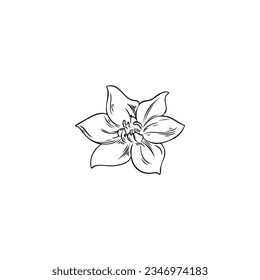 Chili pepper flower plant. Black contour beautiful delicate flower with six petals vector isolated illustration. Hand drawn floral sketch on white background