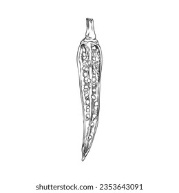Chili pepper half with seeds inside, hand drawn sketch vector illustration isolated on white background. Monochrome hot and spicy pepper with retro engraving texture.