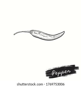 Chili Pepper Hand draw vector illustrator sketch. Old ink style. Farm market product for label, poster, icon. Black and white image of vegetables. Retro sketches isolated.