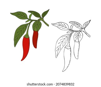 Chili pepper hand drawing doodling style, color and outline. Isolated. White background. Vector illustration