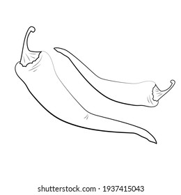 chili pepper hand drawing icon isolated on white background. Vector