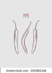 Chili Pepper hand drawn vector illustration. Vegetable engraved style object. Isolated hot spicy mexican pepper.