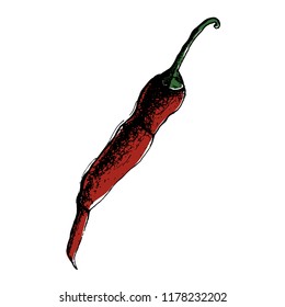 Chili Pepper hand drawn vector illustration. Vegetable artistic style object. Isolated hot spicy mexican pepper. Detailed vegetarian food drawing. Farm market Paprika eps10