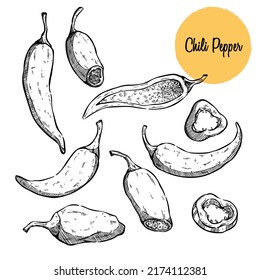 Chili Pepper hand drawn vector illustration. Vegetable engraved style object. Isolated hot spicy mexican pepper, sliced and crushed pieces, seed. Detailed vegetarian food drawing