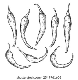 Chili Pepper hand drawn vector illustration. Isolated hot spicy mexican food. Cayenne jalapeno pepper drawing. Vegetable engraved style object. Salsa sauce ingredient. Farm market seasoning