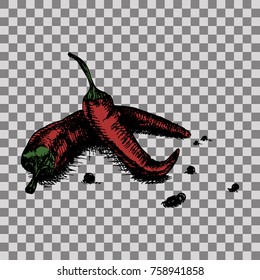 Chili Pepper hand drawn vector illustration. Vegetable object. Transparent background