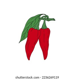 Chili Pepper. Hot mexican spices. Hand drawn sketch. Vector drawing isolated on white background.