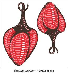 Chili pepper isolated. chili peppers. Vector peppers