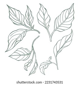 Los iconos de la hoja de pimienta chilli son lineales. Silueta de color pimienta caliente. cocina asiática o mexicana.