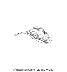 Pimienta de chile una hoja, delinear ilustración vectorial hecha a mano de la planta agrícola. Hierba sana aislada de fondo blanco. Esbozo de contorno negro follaje picante