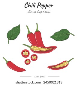 Chili pepper Package. set Chili pepper illustration. Can be used for topics like biology or education poster.