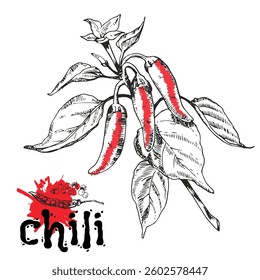 Chili pepper, plant with flowers and fruits. Botanical hand drawn vector illustration. Vintage kitchen backdrop. Isolated hatching black objects on white background.