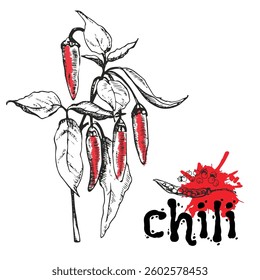 Chili pepper, plant with flowers and fruits. Botanical hand drawn vector illustration. Vintage kitchen backdrop. Isolated hatching black objects on white background.