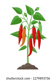 Chili pepper plant with ripe fruits growing in the ground vector illustration isolated on white background. 