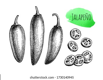 Jalapeño. Chili pepper pod. Ink sketch isolated on white background. Hand drawn vector illustration. Retro style.