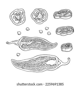 Chili Pepper set. Hot mexican spices. Hand drawn sketch. Vector drawing isolated on white background.