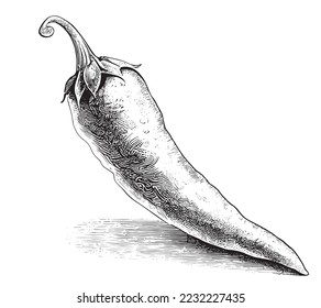 Chili pepper sketch hand drawn engraved style vector illustration