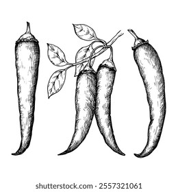 Chili pepper sketch ink graphic illustration, draft silhouette drawing, black on white line art. Botanical vintage etching food design.