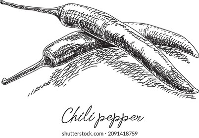 Chili pepper - sketchy hand-drawn vector illustration