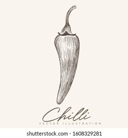 Chili pepper vector hand-drawn illustration