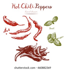 Chili peppers and basil. Vintage red hot chili peppers and basil isolated on white background. Spicy food. Ink and pencil retro vintage botanical illustration.