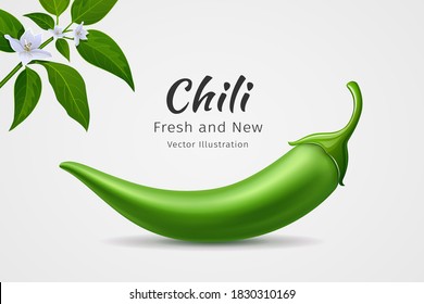 Chili peppers green fresh with leaves and flower chili realistic design, on white background, Eps 10 vector illustration