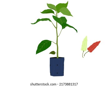 Chili peppers on a white background.