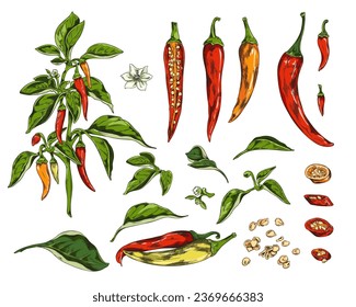 Chili peppers, pod slices, leaves, flowers and seeds. Color natural flavoring spicy food vector illustrations isolated set. Agricultural cayenne paprika plant. Hand drawn floral and vegetable elements