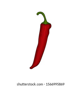 chili peppers, vector illustration in sketch style