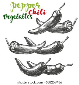 Chili Peppers Vegetable Set Hand Drawn Vector Illustration Realistic Sketch