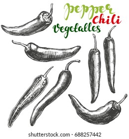 Chili Peppers Vegetable Set Hand Drawn Vector Illustration Realistic Sketch