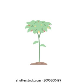 chili plant illustration. flat cartoon style. vector design. element