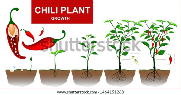 Chili Plants Isolated On White Background Stock Vector (Royalty Free ...