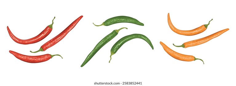 Chili red, orange and green hot pepper drawing. Spicy capsaicin dish. Vector set of vegetables for market.