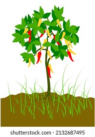 chili tree in the farmland, chili tree ready for harvest
