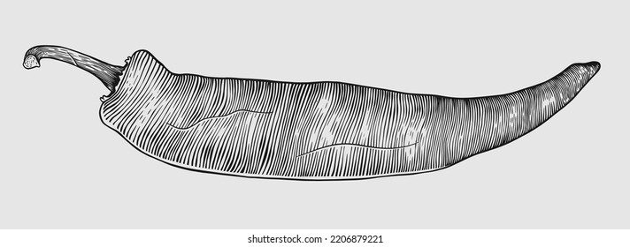 Chili vegetable sketch engraving illustration