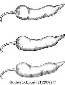 Chilli etching illustration in three ways in vector format