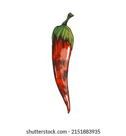Chilli hot red pepper grilled on BBQ. Spicy pepper pod fried on coals, hand drawn vintage sketch style vector illustration isolated on white background.