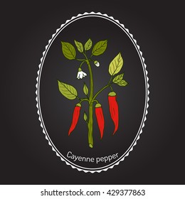 Chilli pepper (Capsicum annuum), or cayenne pepper, cow-horn pepper, red hot chili pepper, aleva, bird pepper. Hand drawn botanical vector illustration