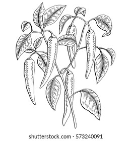 Featured image of post How To Draw Chili Plant Easily draw chilies with a pencil