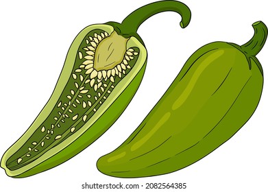 Chilli Pepper. Hand drawn colored vector illustration, isolated on white background. Chilli icon