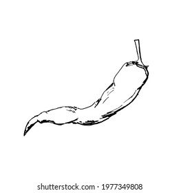 Chilli. Pepper. Sketch black dashed ink. Illustration vector isolated on white background.
