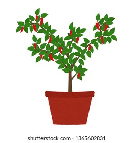 Chilli pepper tree in clay vase. Isolated. White background.