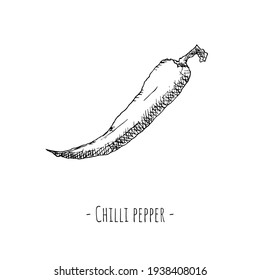 Chilli pepper. Vector illustration. Isolated object on white. Hand-drawn style.