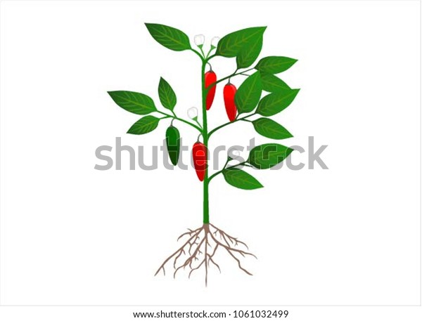 Chilli Plant Vector Stock Vector (Royalty Free) 1061032499 | Shutterstock