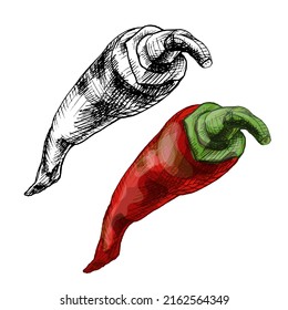Chilli red whole pepper. Vector vintage hatching color illustration. Isolated on white background. Hand drawn design
