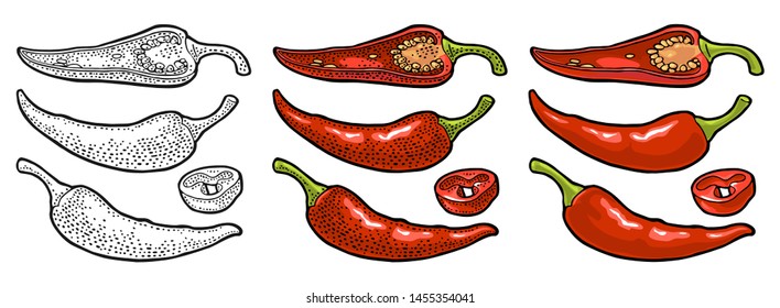 Chilli whole, half and slice. Vector vintage color and black engraving and flat illustration for menu, poster, web. Isolated on white background.